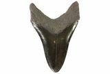 Lower Megalodon Tooth - Georgia #76493-1